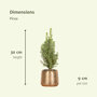 3 stuks mini kerstboom inclusief gouden pot